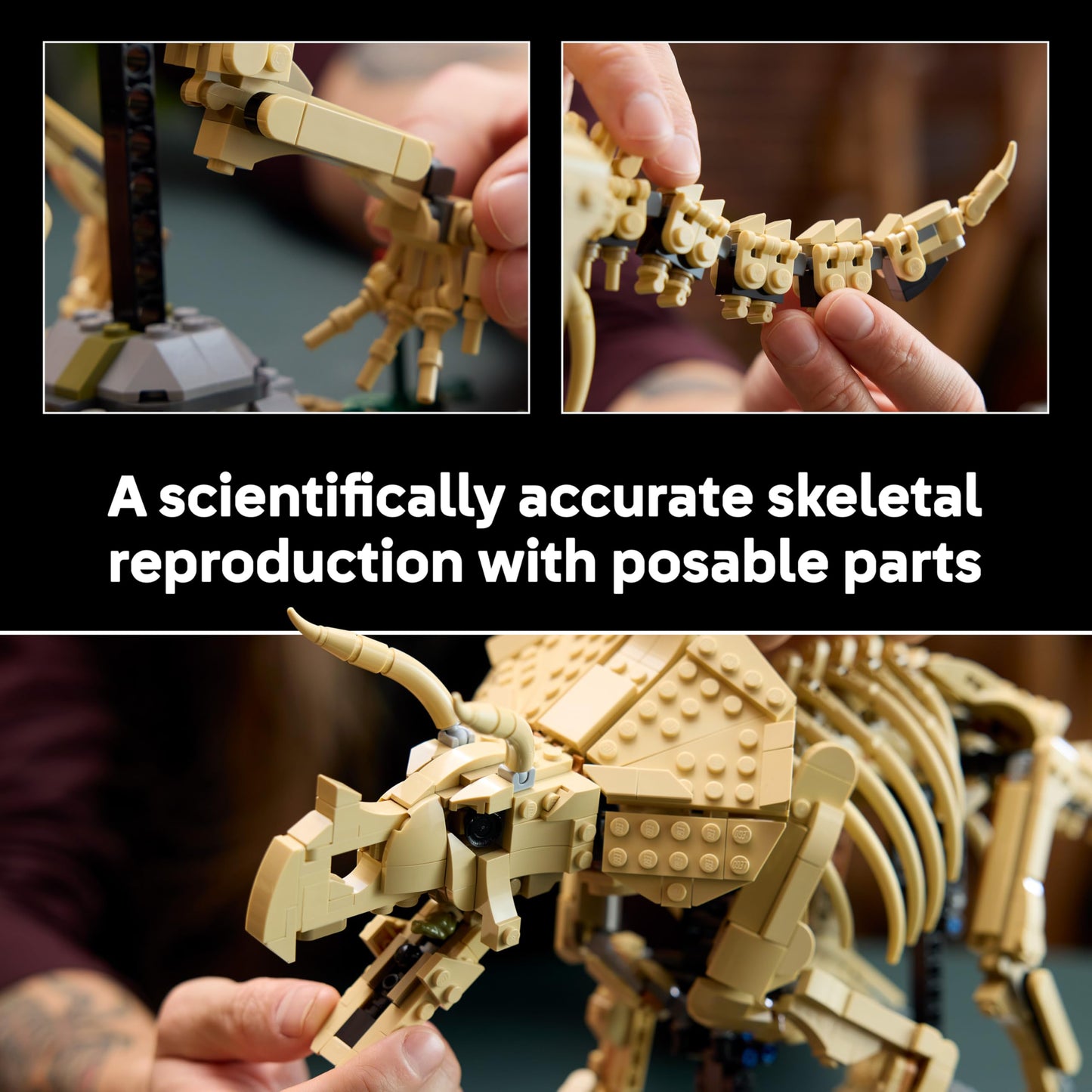 LEGO 77985 Jurassic World Dinosaur Fossils: Triceratops - Display Model Kit for Adults w/Dr. Gerry Harding Minifigure